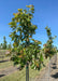 American Dream Oak grows in the nursery with shiny green leaves. 