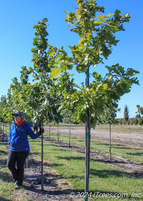 American Dream Oak grows in the nursery with green leaves, person stands in background near another tree in the row. 