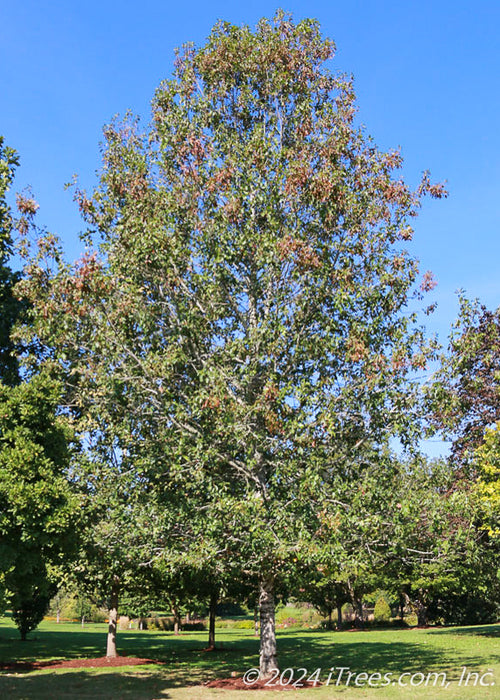 A mature Hill's Oak showing upright pyramidal form.
