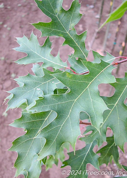 Closeup of rich dark green leaves, with sharply pointed lobes and red stems.