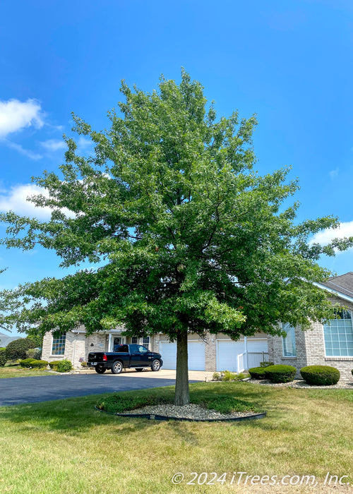 A mature Hill's Oak planted in a front yard providing shade to a nearby driveway. 