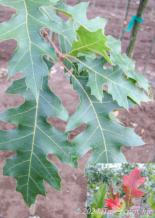 Closeup of green sharply pointed leaves with an insert in the lower right hand corner showing bright red fall color leaves.