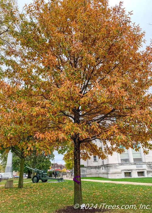 Shingle Oak planted in a downtown court yard with green to rusty-reddish orange fall color.