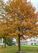 Shingle Oak planted in a downtown court yard with green to rusty-reddish orange fall color.