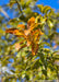 Closeup of shiny leaves showing transitioning fall color going from green to yellow to a rusty brown.