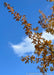 Closeup of a branch of fall leaves looking up from under the branch.