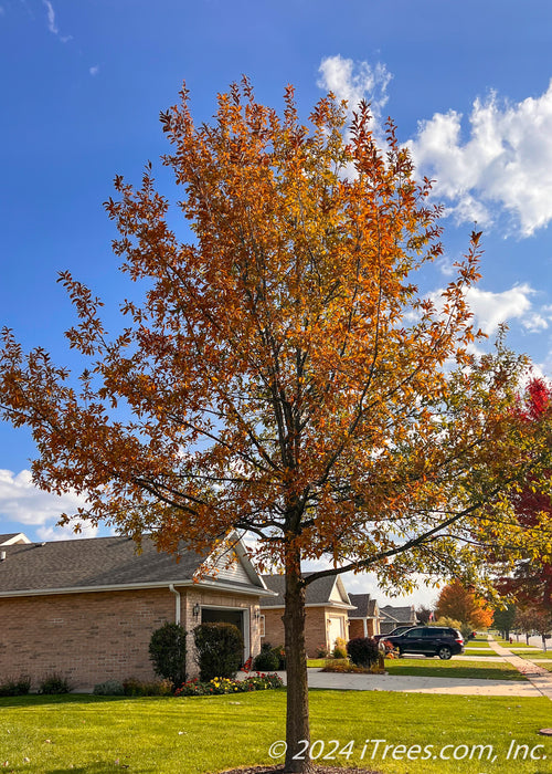 Shingle Oak in the fall planted in a front landscape showing rusty reddish-orange fall color.