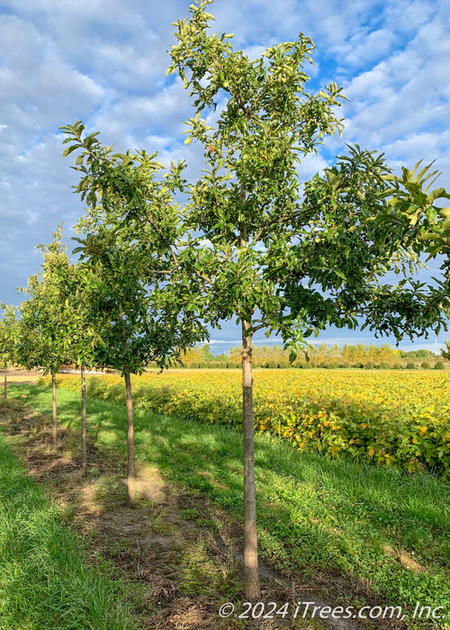 A row of Shingle Oak at the nursery with green leaves.