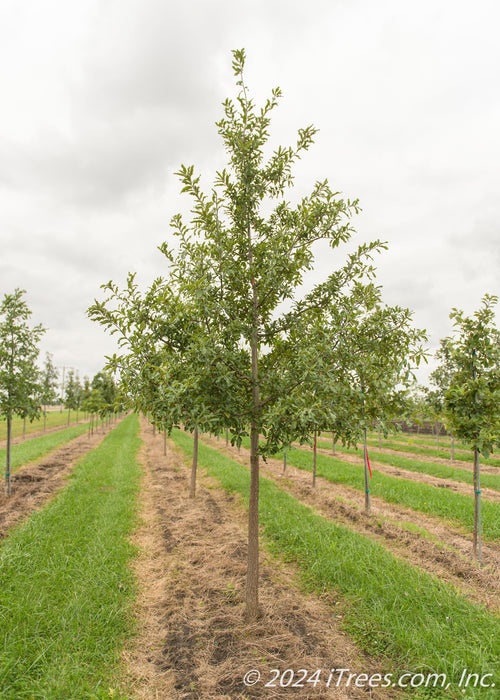 Shingle Oak at the nursery with green leaves.