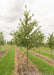 Shingle Oak at the nursery with green leaves.