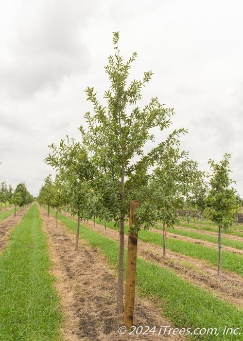 Shingle Oak at the nursery with a ruler standing up next to it to show its canopy height at about 5 ft.