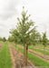 Shingle Oak at the nursery with a ruler standing up next to it to show its canopy height at about 5 ft.