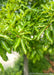 Closeup of densely coated branches of green leaves.