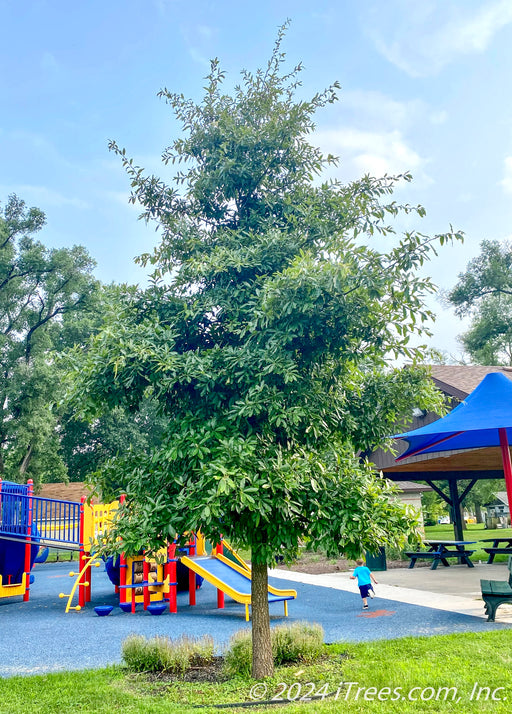Shingle Oak planted near a local children's playground.
