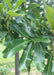 Closeup of shiny green leaves.