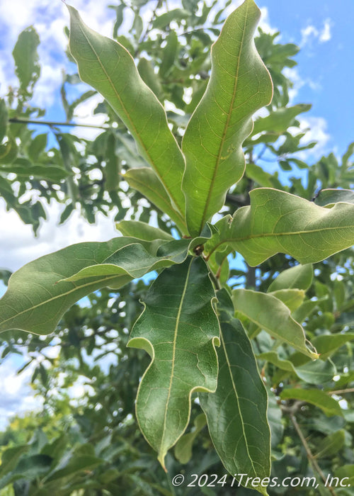 Closeup of smooth unlobed leaves.