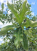 Closeup of smooth unlobed leaves.