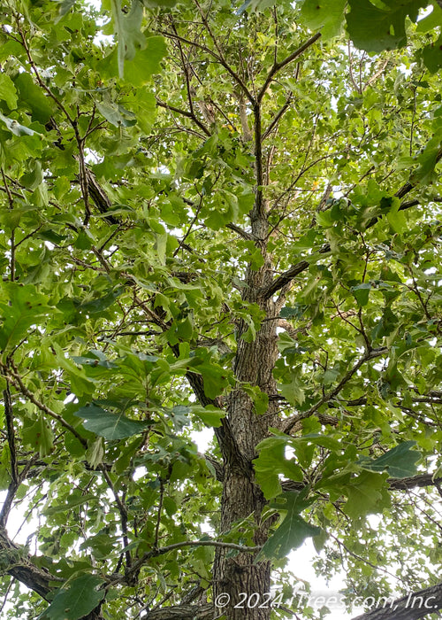 Closeup of the inner branching of the tree looking up, showing furrowed trunk and green leaves.