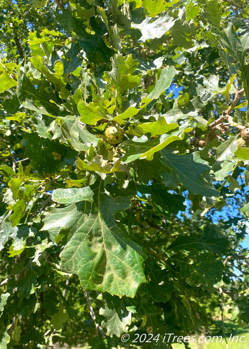 Closeup of the end of a branch showing large green leaves and newly emerging acorns in a frilly husk.