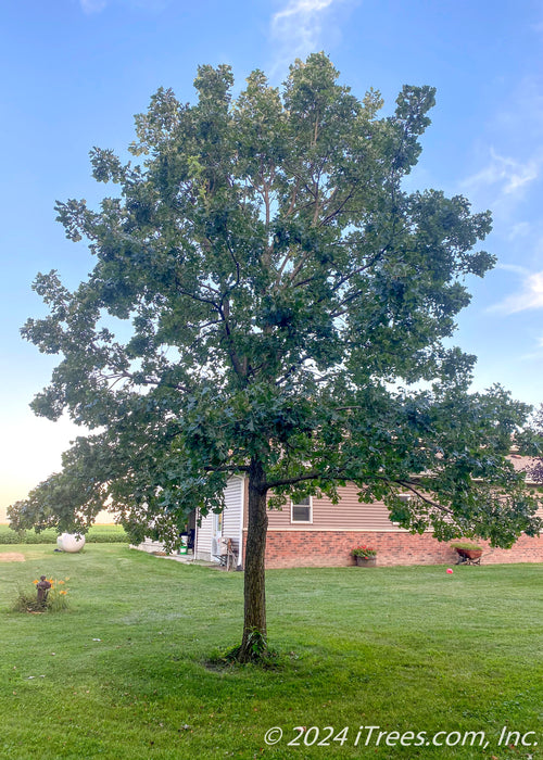 A maturing Bur Oak grows in an open area of a yard with dark green leaves, a building stands in the background with blue skies and green grass.