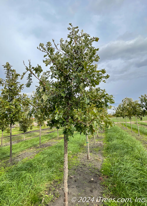 A Bur Oak grows in a nursery row, surrounded by other trees, with grass strips between rows.