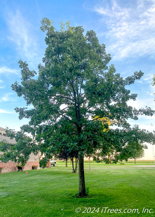 A maturing Bur Oak grows in an open area of a yard near a building, with green leaves, green grass and blue skies.