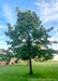 A maturing Bur Oak grows in an open area of a yard near a building, with green leaves, green grass and blue skies.