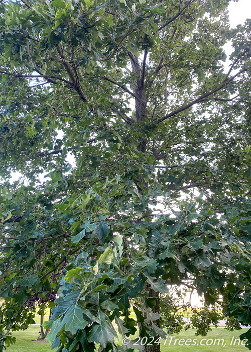 View of a tree branch showing dark green leaves. 