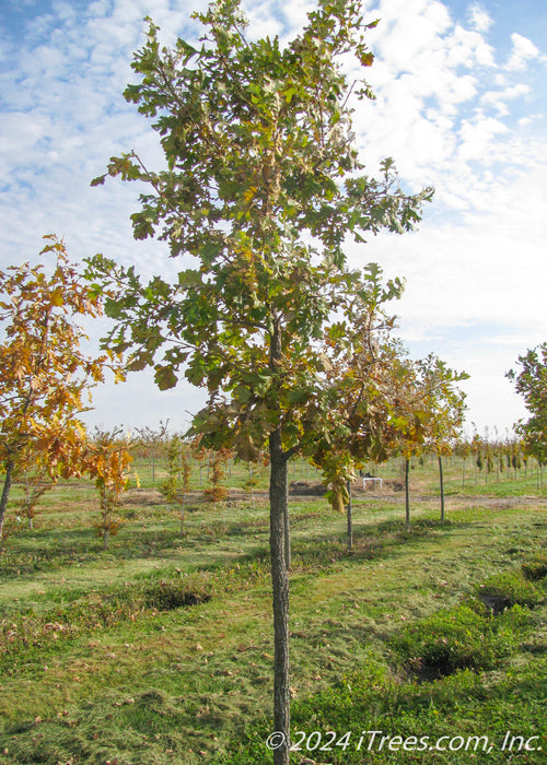 A Bur Oak grows in the nursery and shows transitioning fall color from green to yellow.