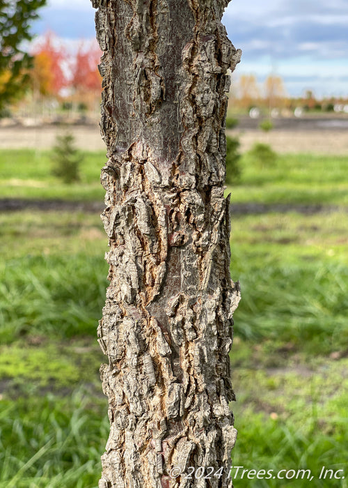 Closeup of a deeply furrowed trunk, with green grass and fall trees blurred out in the background.