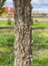 Closeup of a deeply furrowed trunk, with green grass and fall trees blurred out in the background.