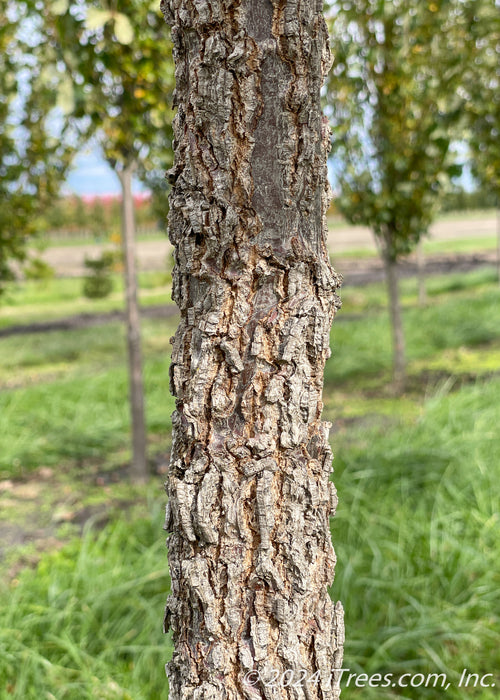 Closeup of a Bur Oak tree trunk showing grey, furrowed bark.