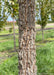 Closeup of a Bur Oak tree trunk showing grey, furrowed bark.