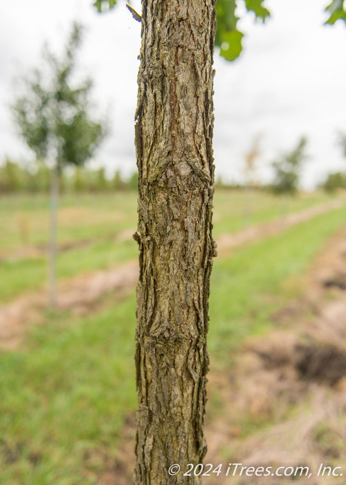 Closeup of a young Bur Oak trunk showing corky furrowed bark.