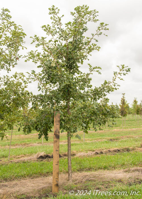A single Bur Oak grows in the nursery with a large ruler standing next to it to show its height.