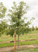 A single Bur Oak grows in the nursery with a large ruler standing next to it to show its height.