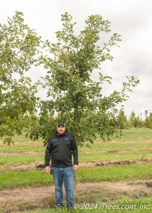 A Bur Oak grows in the nursery with a person standing near it to show height comparison.