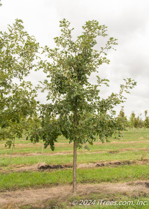 A single Bur Oak grows in the nursery with green leaves, and green grass.