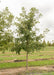 A single Bur Oak grows in the nursery with green leaves, and green grass.