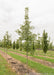A row of Bur Oak grows in a nursery row, with green leaves, surrounded by other trees, with grass strips between rows.