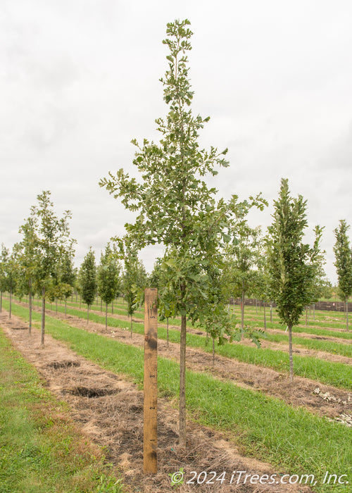 A Bur Oak grows in the nursery with a ruler standing next to it to show its height. 