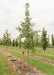 A Bur Oak grows in the nursery with a ruler standing next to it to show its height. 