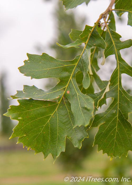 Closeup of a large green leaf with yellow veins.