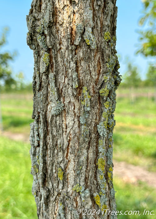 Closeup of deeply furrowed corky grey bark.