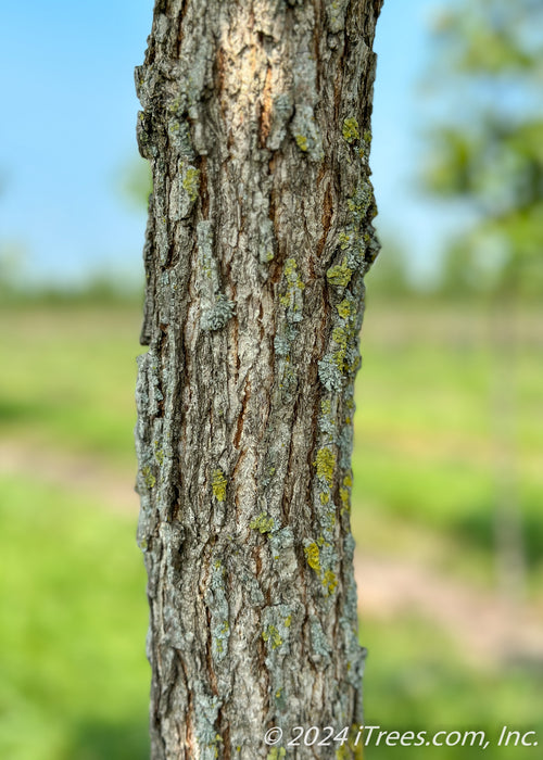 Closeup of deeply furrowed corky bark.