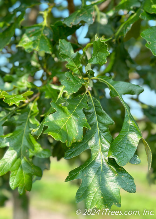 Closeup of the end of a branch with dark green shiny leaves.