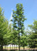 Urban Pinnacle Oak with upright narrow open branching with green leaves.