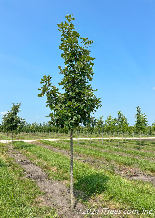 Urban Pinnacle Oak at the nursery with green leaves.