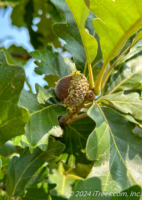 Closeup of small acorn with a frilly husk, and green leaves with yellow stems and veins.