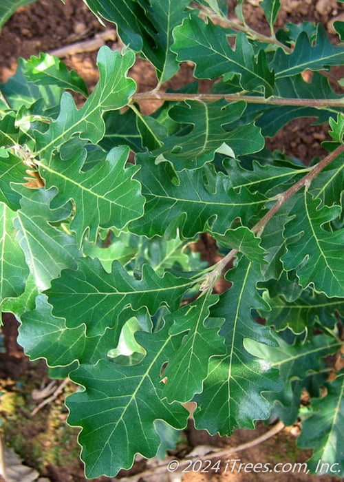 Closeup of rich green leaves.